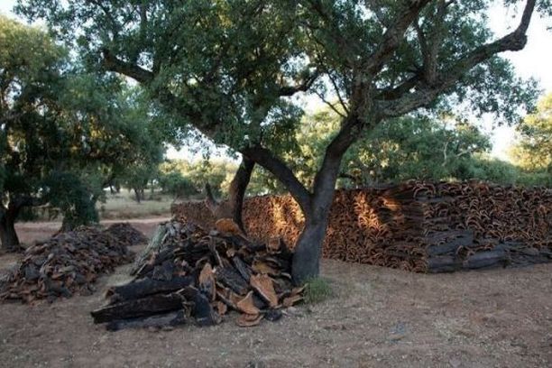 Warum sollte Naturkork nicht ein weiteres Beispiel für Greenwashing sein?